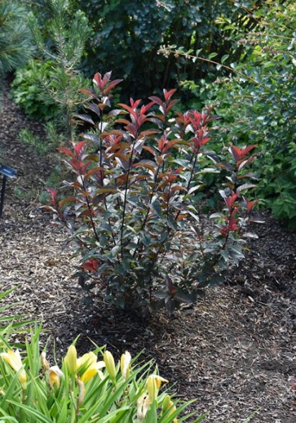 PHYSO X DARKSTAR #2 MON