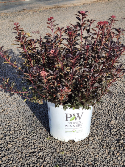 PHYSO OPU TINY WINE #2 PW