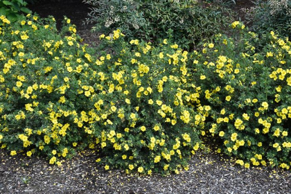 POTEN FRU CHEESEHEAD #2 MON