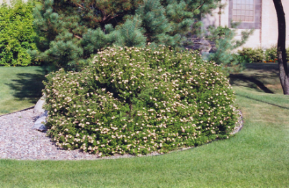 POTEN FRU PINK BEAUTY #2