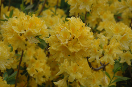RHODO LEMON LIGHTS AZALEA #2