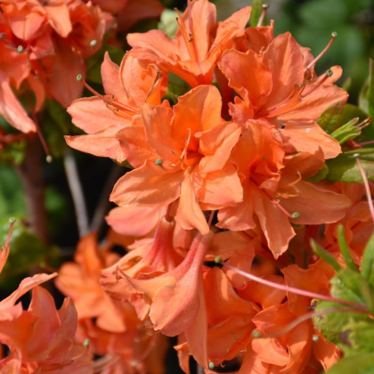 RHODO MANDARIN LIGHTS AZALEA #2