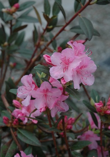 RHODODENDRON AGLO #2