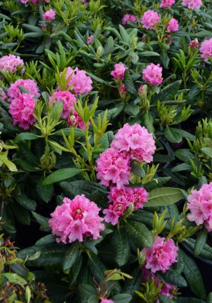 RHODODENDRON HAAGA #2