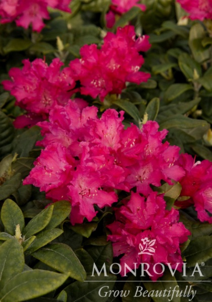 RHODODENDRON HELLIKKI #2