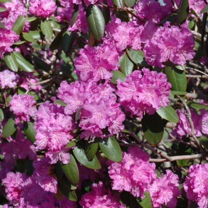 RHODODENDRON PJM #3