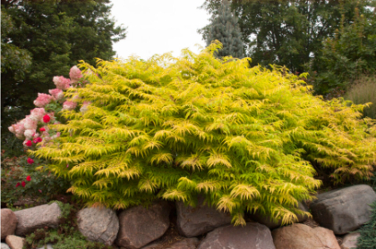 RHUS TYP TIGER EYE SUMAC #5 FE