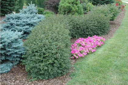 RIBES ALP GREEN MOUND #5