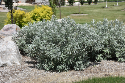 SALIX CAN ICEBERG ALLEY #2 FE