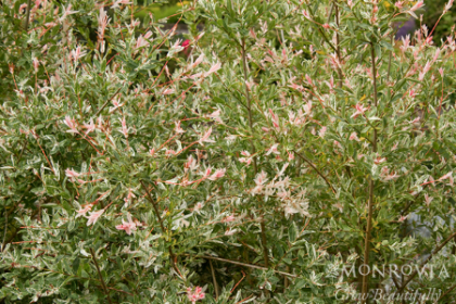 SALIX INT NISHIKI WILLOW #2