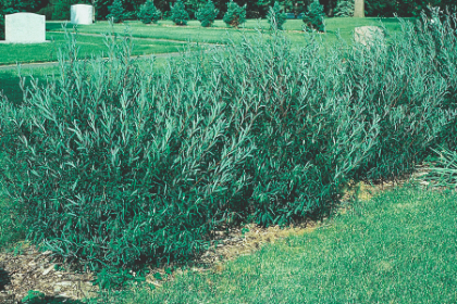 SALIX PUR DWF BLUE ARCTIC #5