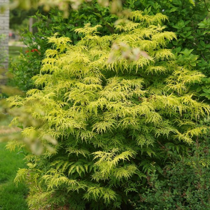 SAMBU RAC LEMONY LACE #3 PW