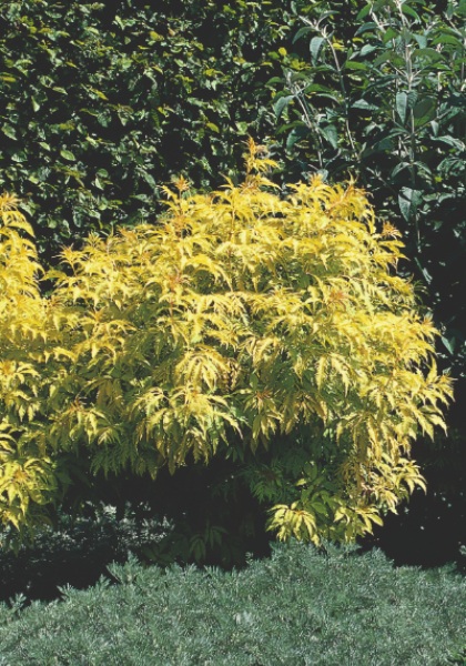 SAMBU RAC SUTHERLAND GOLD #3