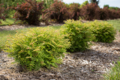 SORBA SORB MATCHA BALL #2 FE