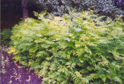 SORBA SEMS ASH LEAF SPIREA #5