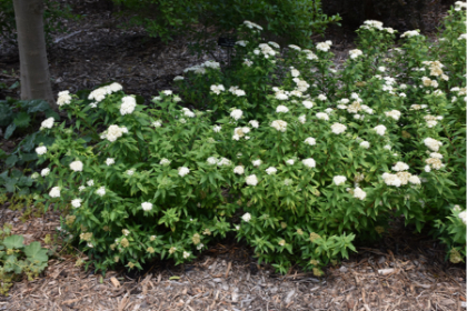 SPIREA ALB JAPANESE WHITE #2