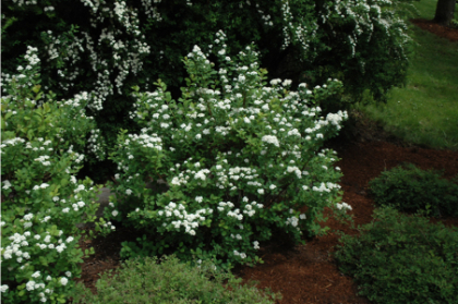SPIREA BET TOR BIRCHLEAF #5