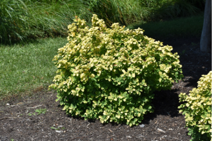 SPIREA BET TOR GOLD #2