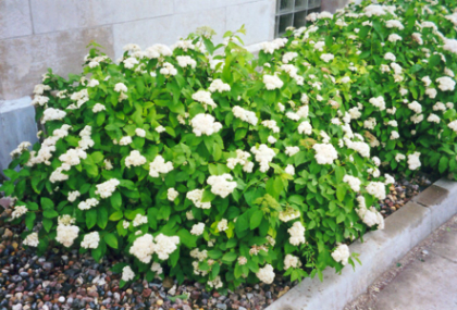 SPIREA FRI FRITSCH #2