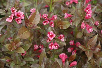 WEIGELA FLO TANGO #5