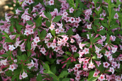 WEIGELA FLO SONIC BLOOMPINK#2PW