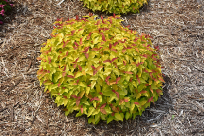 SPIREA JAP DBLPLAY CANDYCORN#5PW