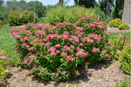 SPIREA JAP DBLPLAY RED #2 PW