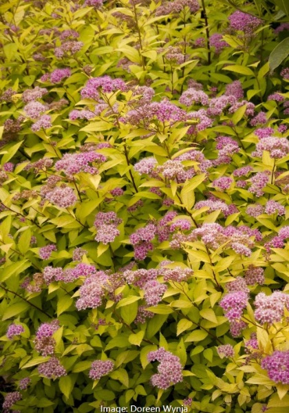 SPIREA JAP GOLDMOUND #2