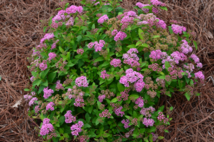 SPIREA JAP LITTLE PRINCESS #2