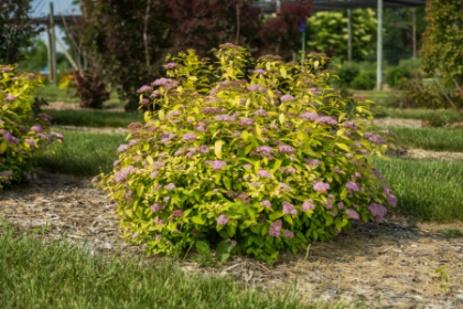 SPIREA JAP LITTLE SPARK #2 FE