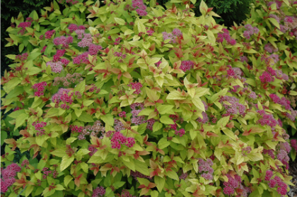 SPIREA JAP MAGIC CARPET #5