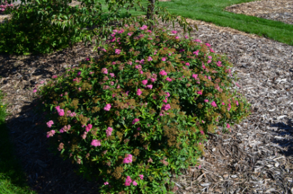 SPIREA JAP NEON FLASH #5