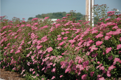 SPIREA BUM ANTHONY WATER #5