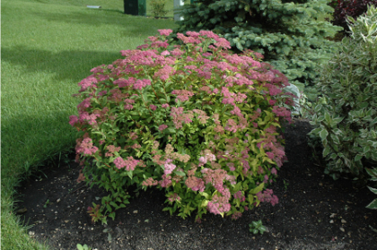SPIREA BUM GOLDFLAME #5