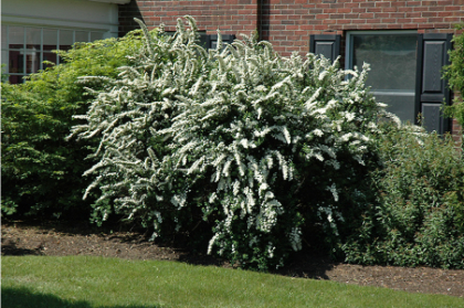 SPIREA X VAN RENAISSANCE #5