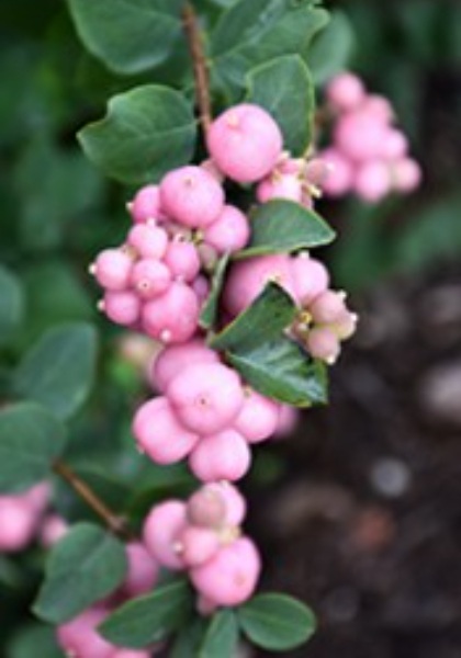 SYMPH DOO PINKY PROMISE #2 BE