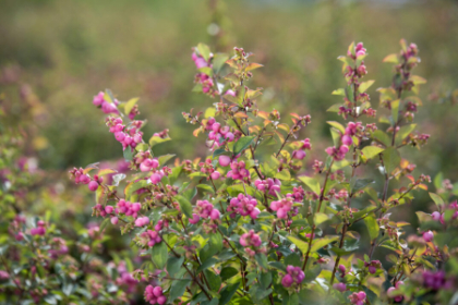 SYMPHO CANDY CORALBERRY #2 FE