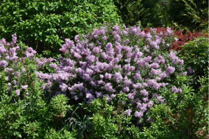 SYRINGA BLOOMERANG DK PURPLE#5PW