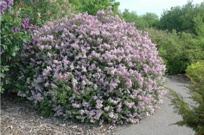 SYRINGA MEY DWF KOREAN LILAC #7