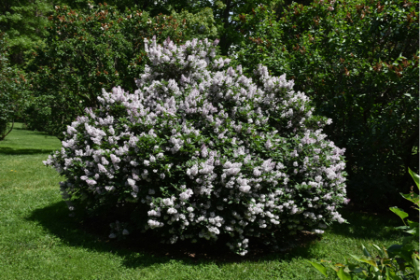 SYRINGA PAT MISS KIM LILAC #2