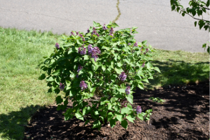 SYRINGA VUL PRAIRIE PETITE #2
