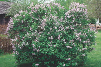 SYRINGA VUL COMMON PURPLE #7