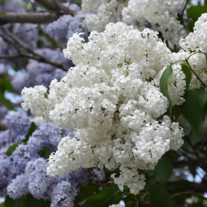 SYRINGA ALBA COMMON WHITE #5