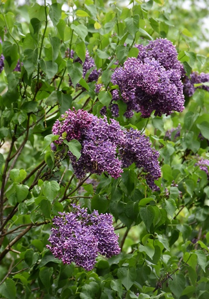 SYRINGA VUL ALBERT HOLDEN #5