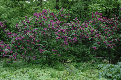 SYRINGA VUL CHARLES JOLY #5