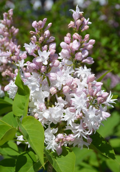 SYRINGA BEAUTY OF MOSCOW #5