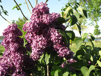 SYRINGA VUL MONGE #5