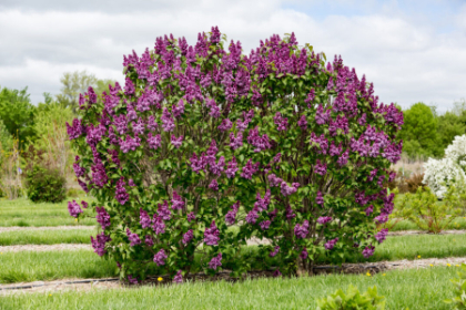 SYRINGA VIRTUAL VIOLET #5 FE