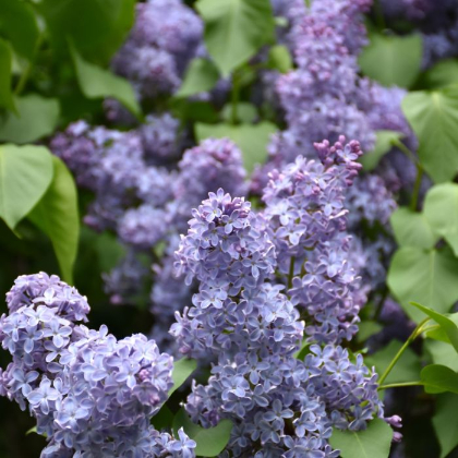 SYRINGA VUL WEDGEWOOD BLUE #5