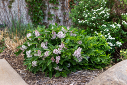 SYRINGA X LITTLE LADY #2 FE